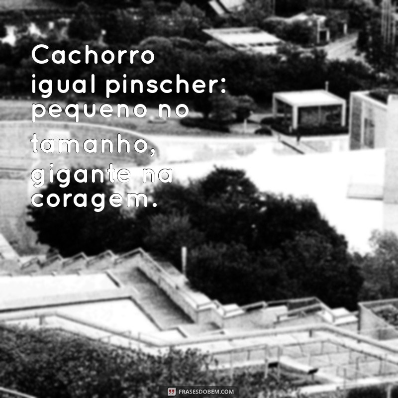 cachorro igual pinscher Cachorro igual pinscher: pequeno no tamanho, gigante na coragem.