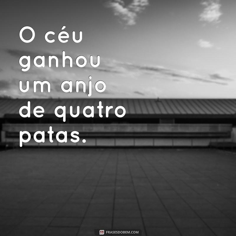 Frases Confortantes para Lidar com a Perda de um Cachorro 