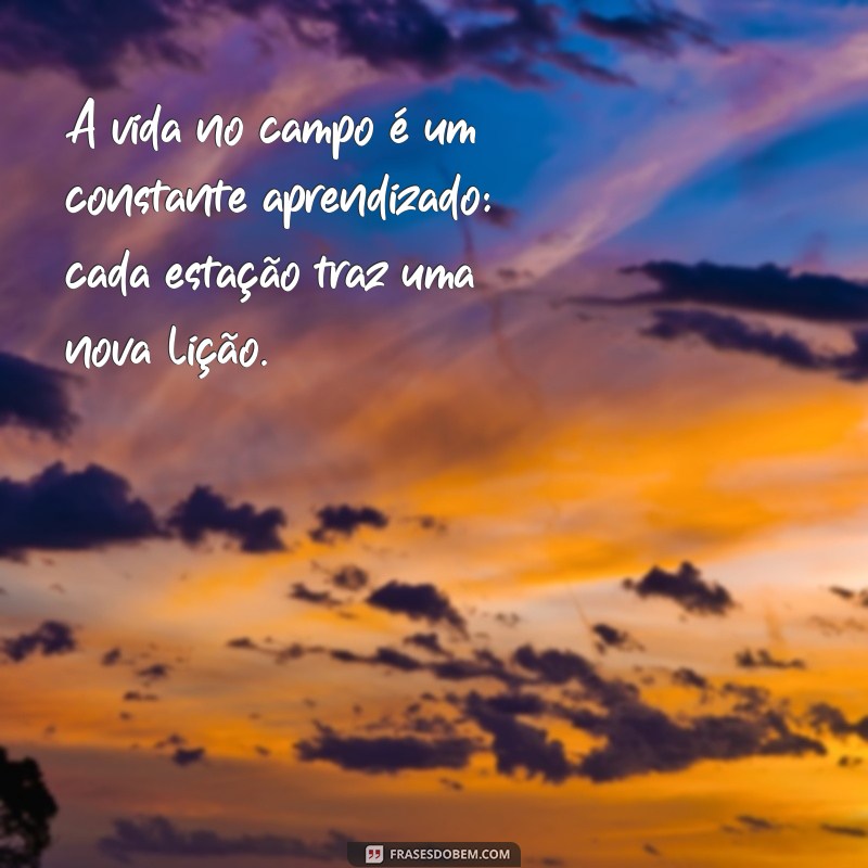 Frases Inspiradoras sobre a Vida no Campo: Mensagens de Fazenda que Encantam 