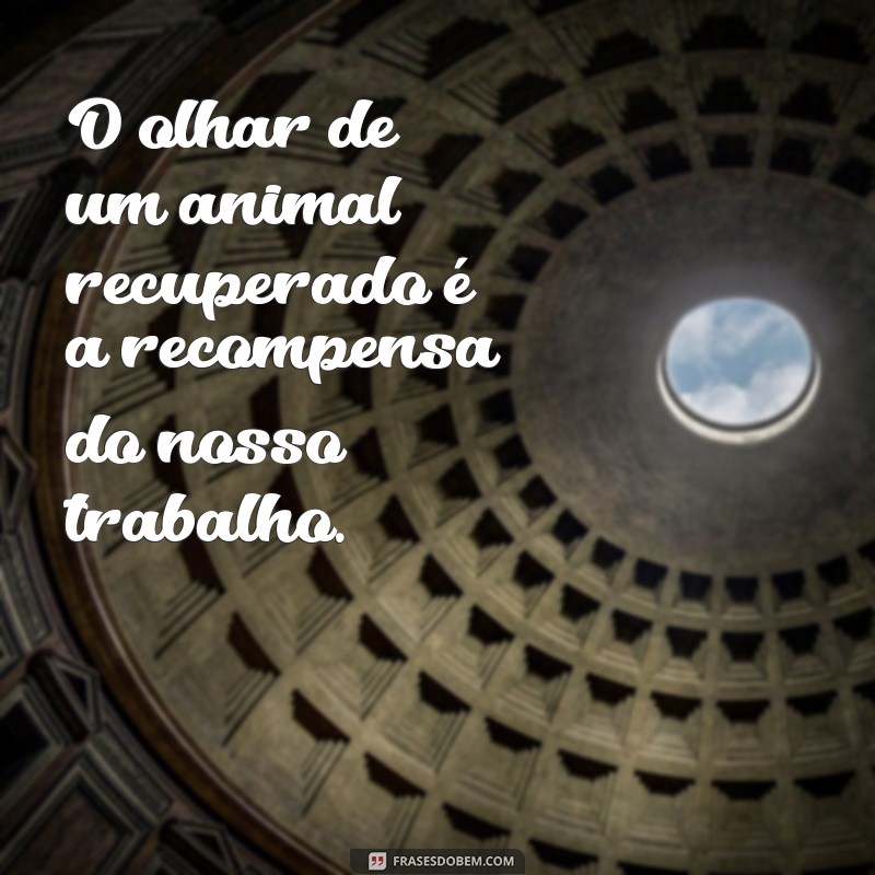 Frases Inspiradoras sobre Medicina Veterinária: Amor e Dedicação aos Animais 