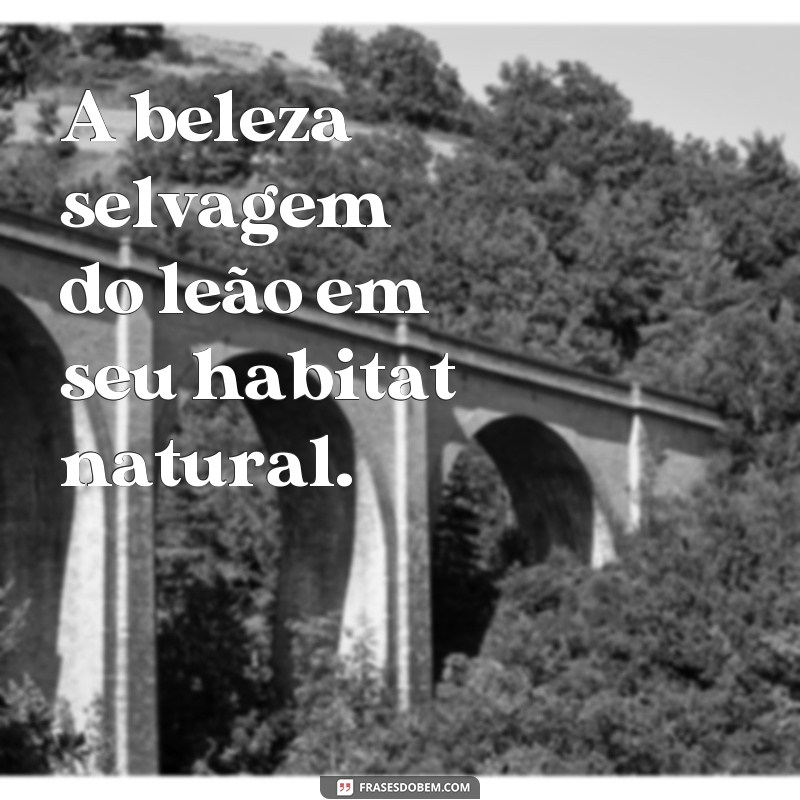 Descubra as melhores frases inspiradoras com imagens de leões para se motivar todos os dias! 