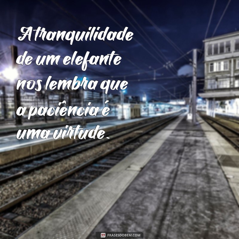 20 Frases Inspiradoras com Elefantes para Refletir e Compartilhar 